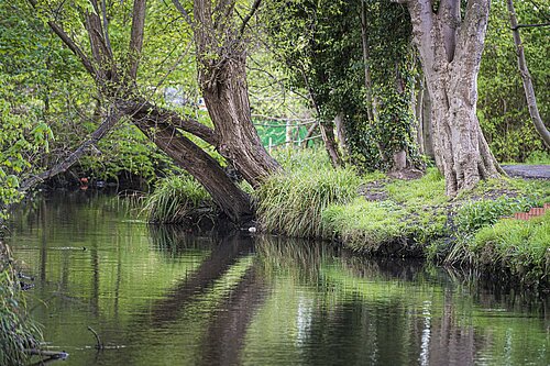 Wandle