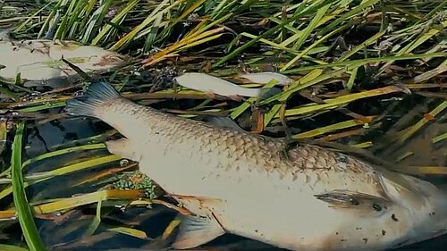 Dead fish