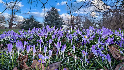 spring flowers