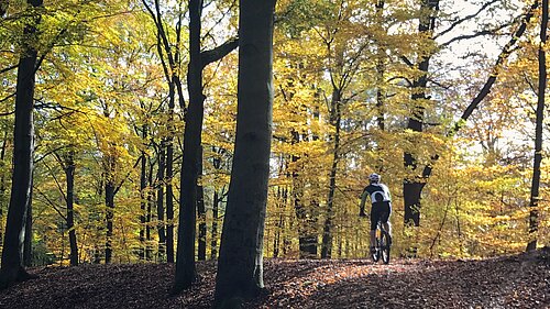 Someone riding a bike through a forest